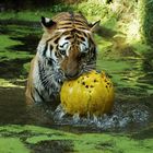 Tiger mit Ball