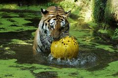 Tiger mit Ball