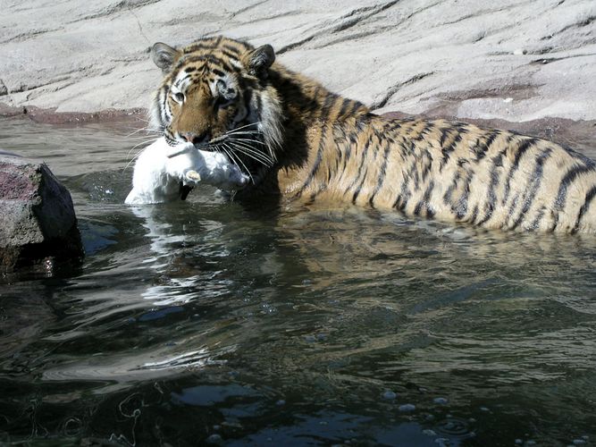 Tiger mit Beute