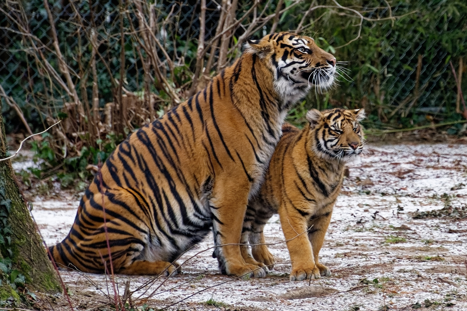 Tiger mit jung Tier 