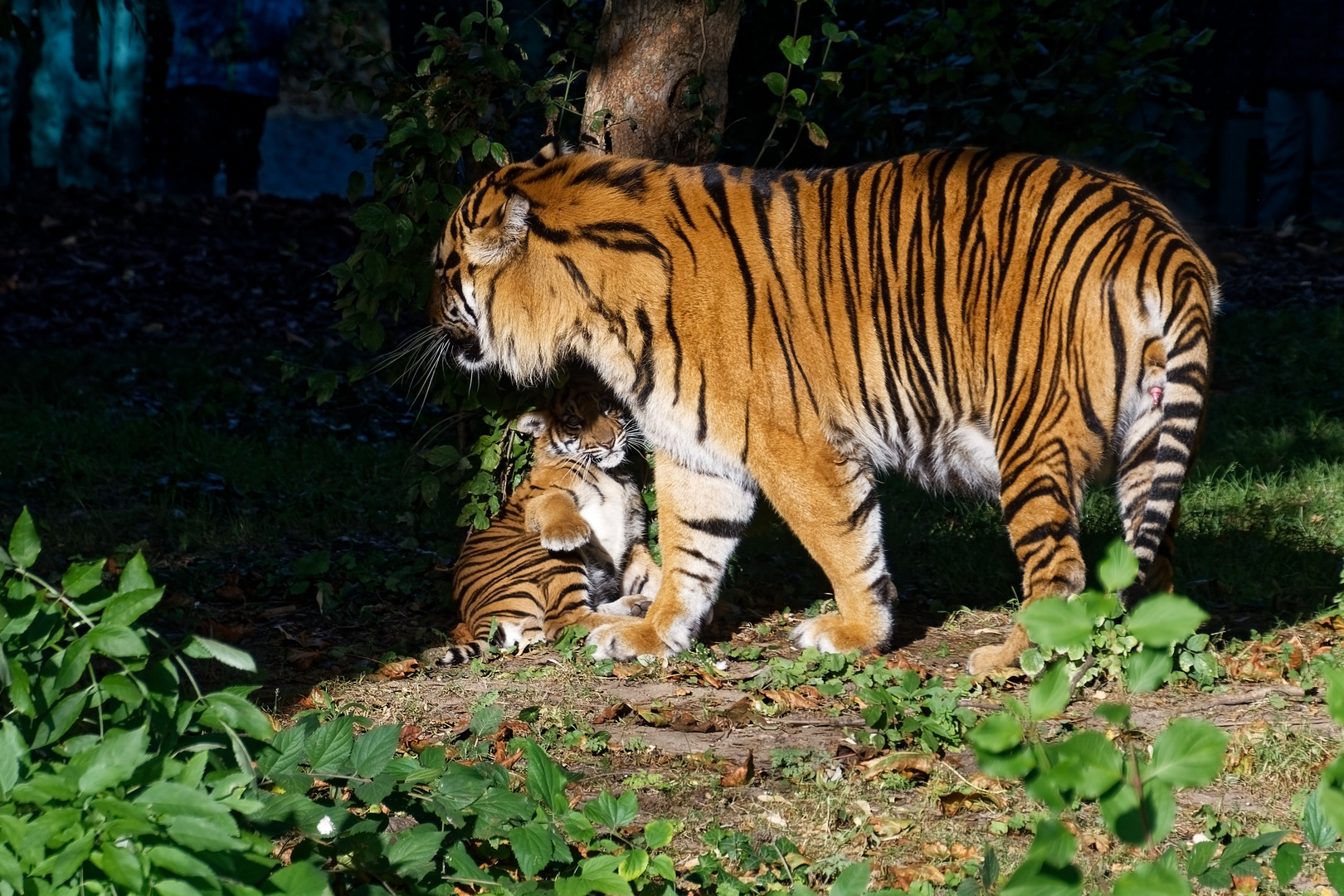 Tiger mit jung Tier