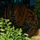 Tiger mit jung Tier 