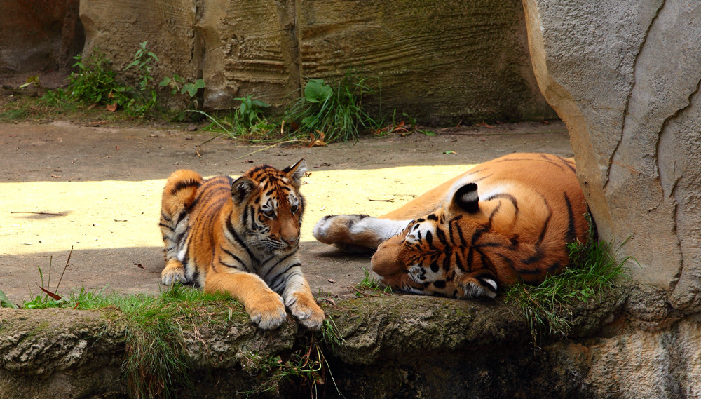 Tiger mit jungen...