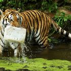Tiger mit Kanister