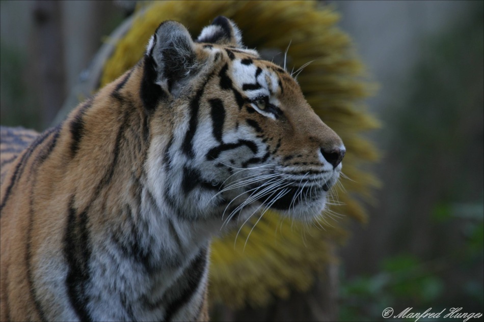 Tiger mit Läwenmähne?