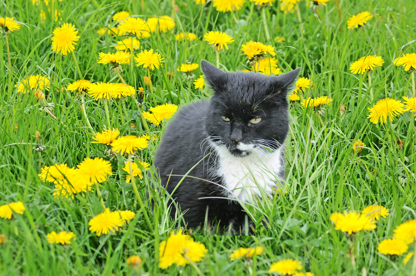 Tiger mit Löwenzahn