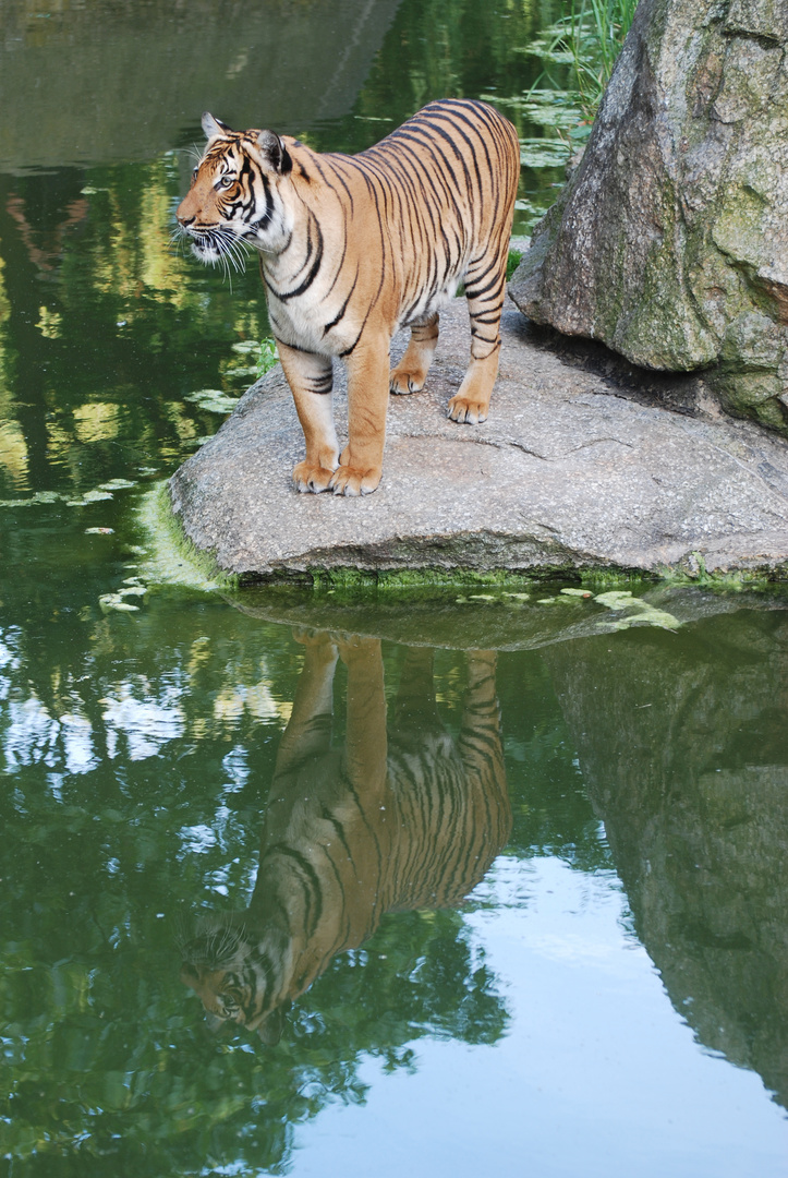 Tiger mit Spiegelung