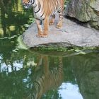 Tiger mit Spiegelung