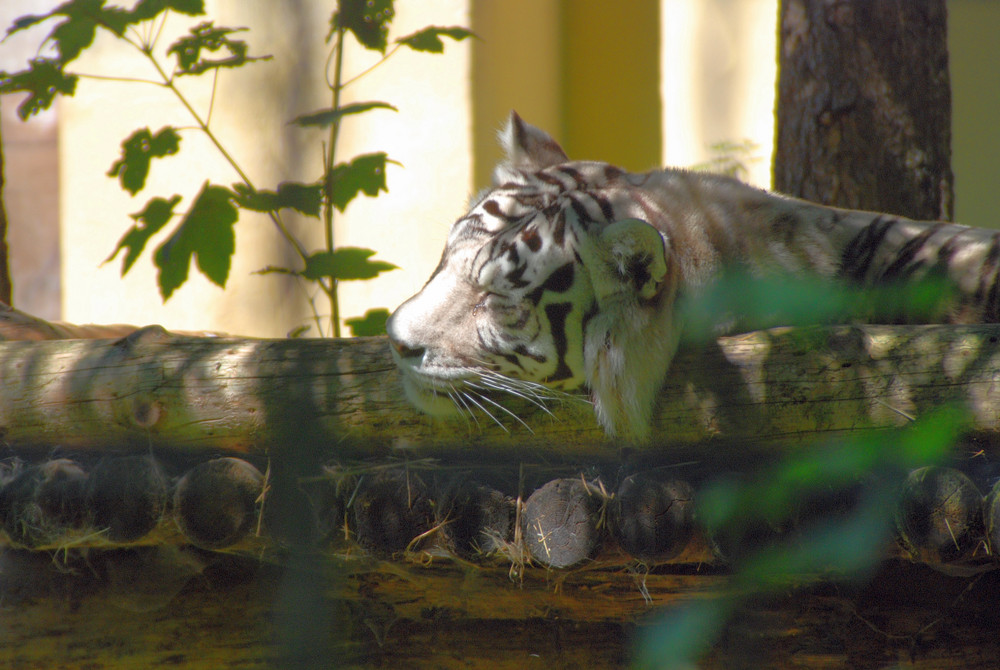 Tiger mit Träne