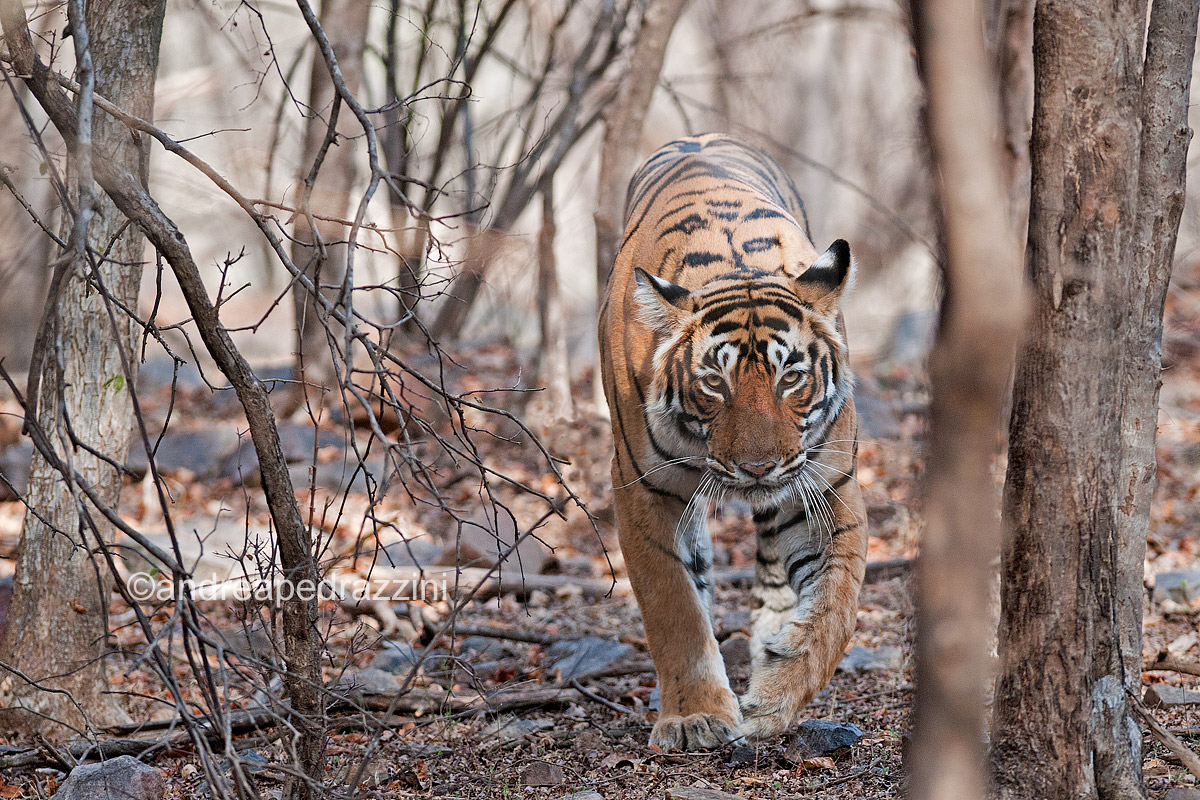 tiger mom