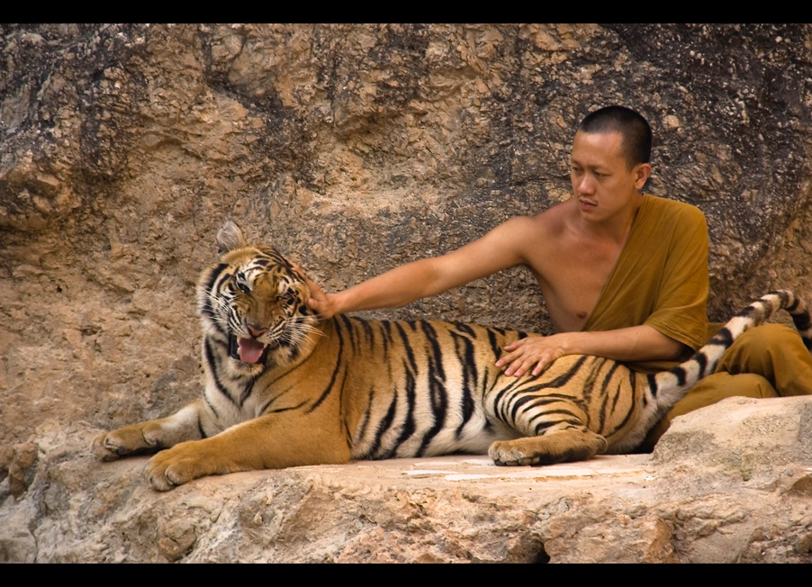 Tiger Monk