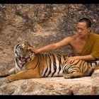 Tiger Monk