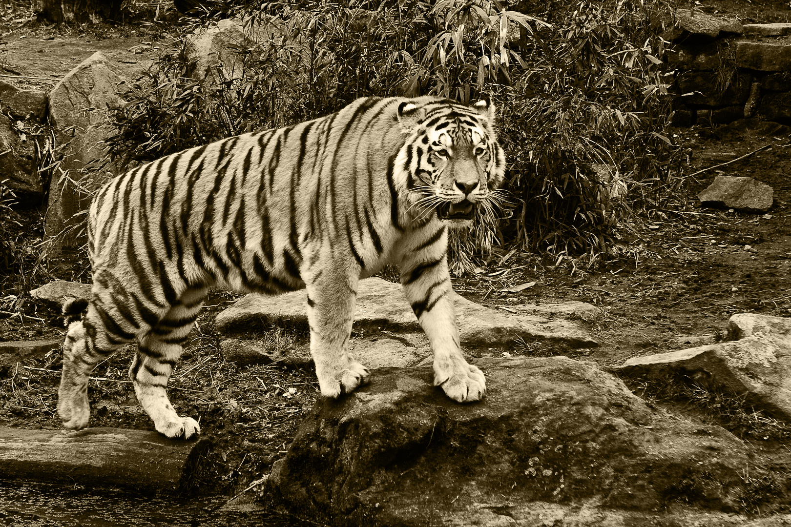 Tiger monochrome