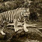 Tiger monochrome