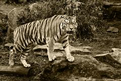 Tiger monochrome