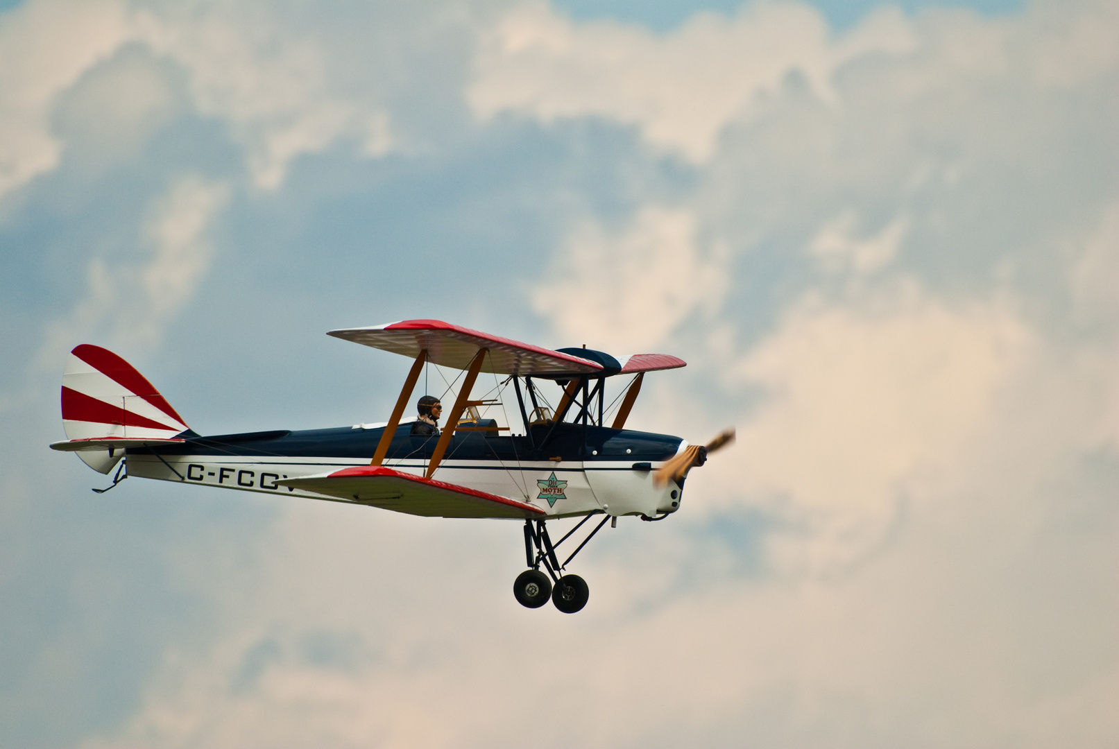 Tiger Moth