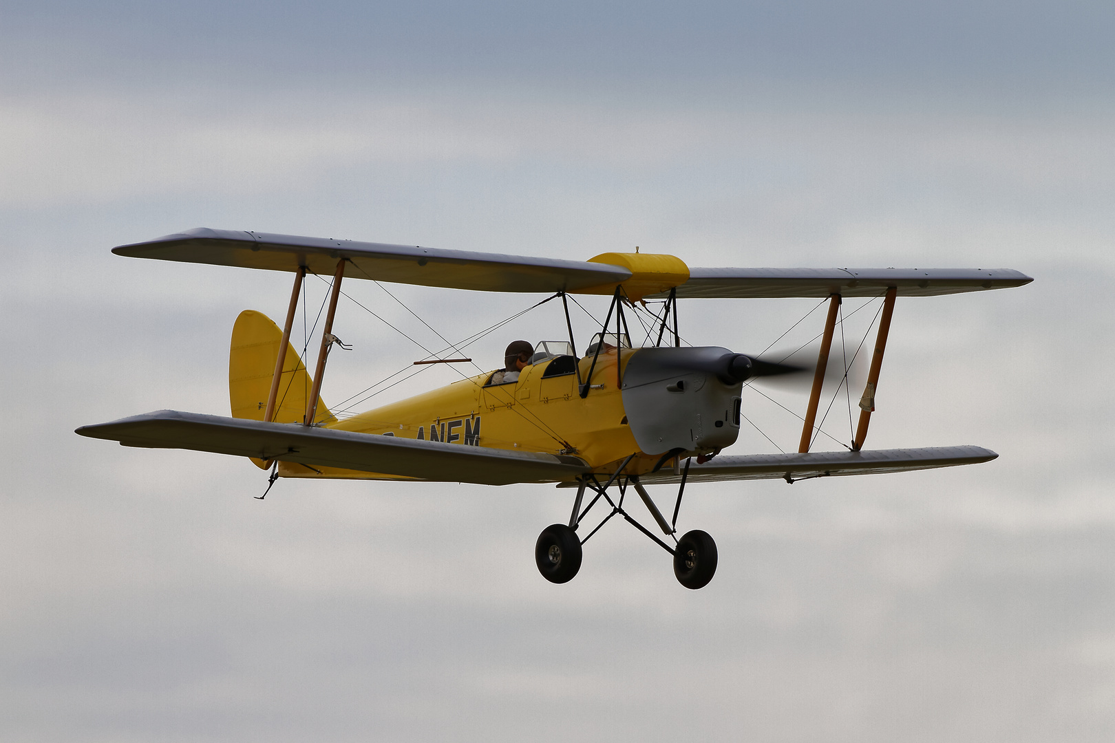 Tiger Moth