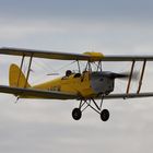 Tiger Moth