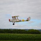 Tiger Moth