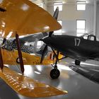 Tiger Moth