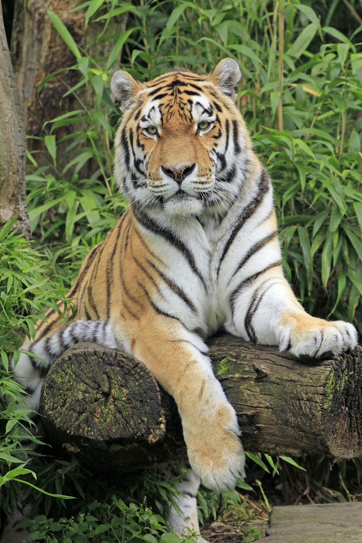 Tiger Muenster