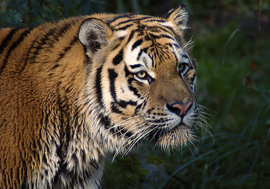 Tiger nach dem Baden