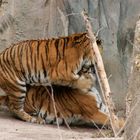 Tiger nach dem ... im Zoo Leipzig I