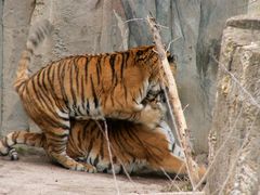 Tiger nach dem ... im Zoo Leipzig I