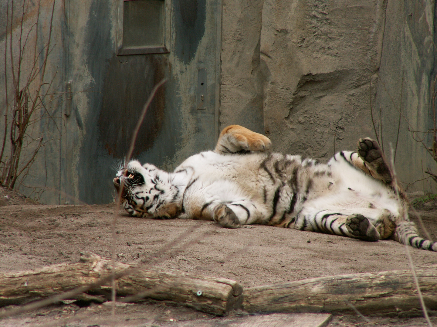 Tiger nach dem ... im Zoo Leipzig II