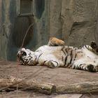 Tiger nach dem ... im Zoo Leipzig II