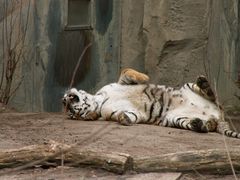 Tiger nach dem ... im Zoo Leipzig II