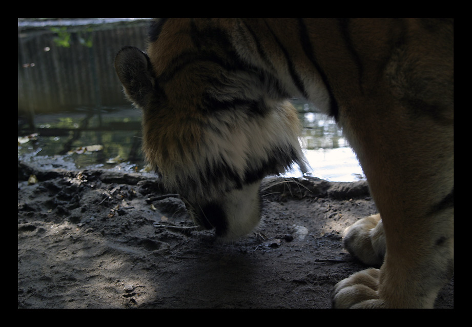 Tiger! *****#nachem er von mir abließ! :-)