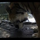 Tiger! *****#nachem er von mir abließ! :-)