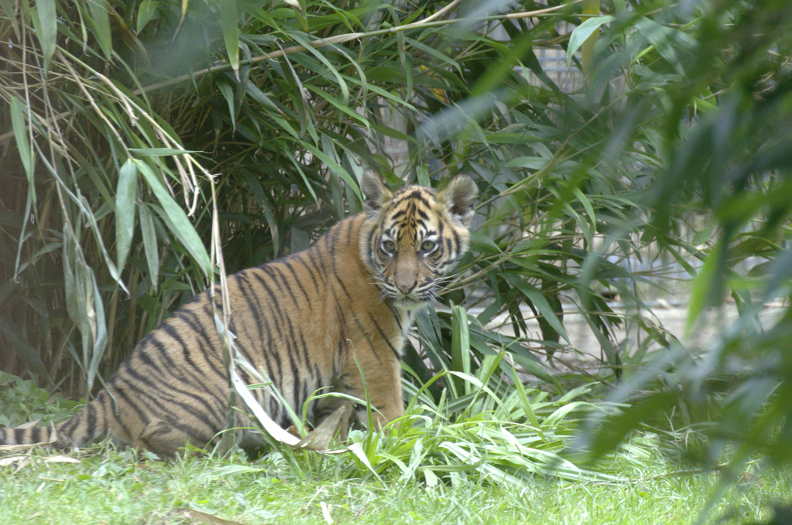 Tiger Nachwuchs