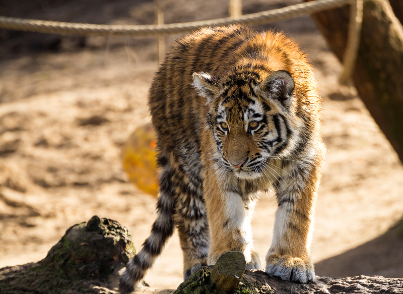 Tiger Nachwuchs im Kölner Zoo