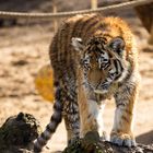 Tiger Nachwuchs im Kölner Zoo