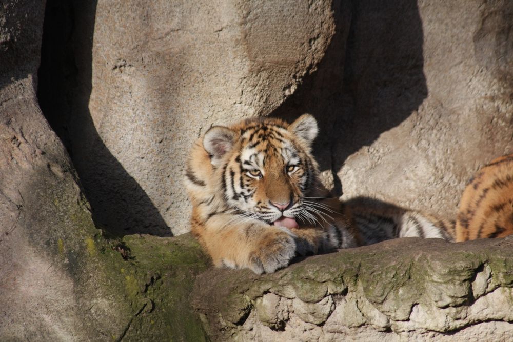 Tiger-Nachwuchs im Leipziger Zoo 2