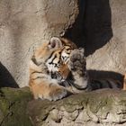 Tiger-Nachwuchs im Leipziger Zoo