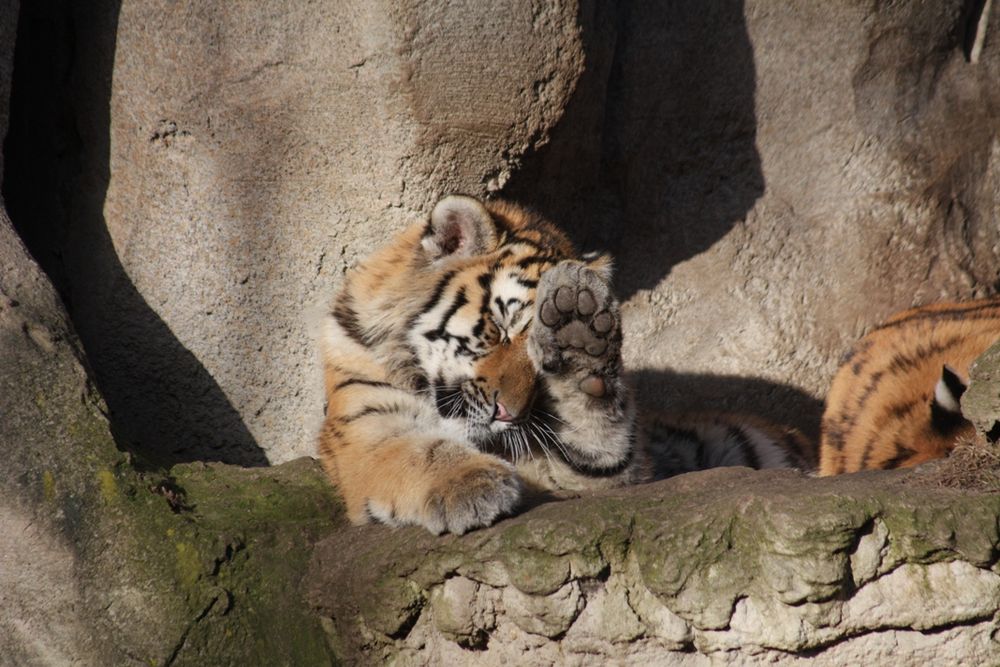 Tiger-Nachwuchs im Leipziger Zoo