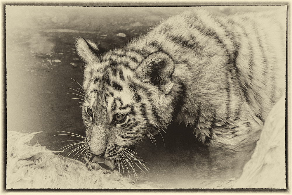 Tiger Nachwuchs im Leipziger Zoo