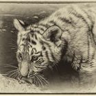 Tiger Nachwuchs im Leipziger Zoo