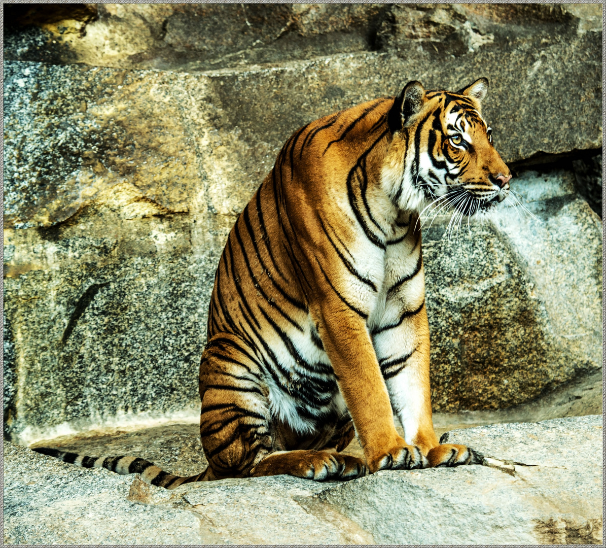 Tiger Nr.2