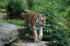 Tiger " ob man merkt das ich heute im Zoo gewesen bin??"