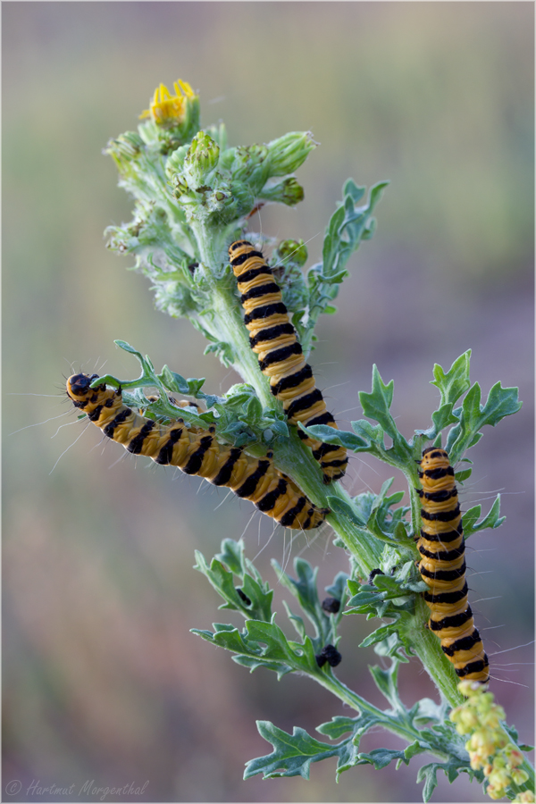 Tiger oder Zebra?