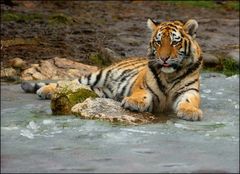 Tiger on the rocks 2
