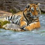 Tiger on the rocks