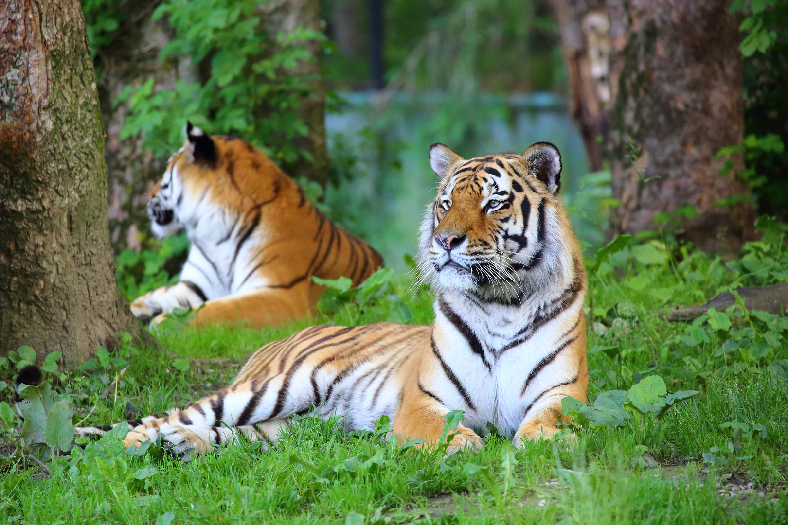 Tiger-Paar im Tierpark Hellabrunn