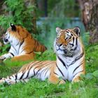 Tiger-Paar im Tierpark Hellabrunn