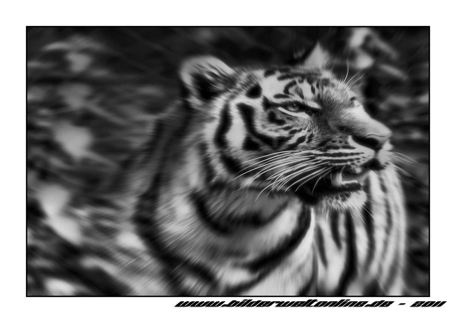 Tiger (Panthera tigris)