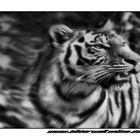 Tiger (Panthera tigris)